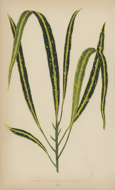 Croton Variegatum Angustifolium 作： English School